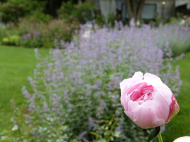 バラクラ英国庭園のバラ