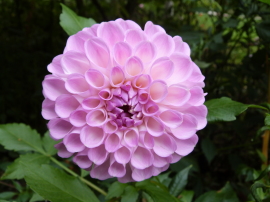 バラクラ英国庭園のダリア