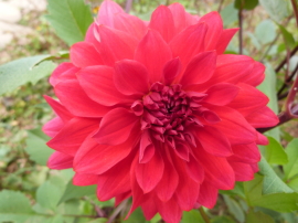 バラクラ英国庭園のダリア