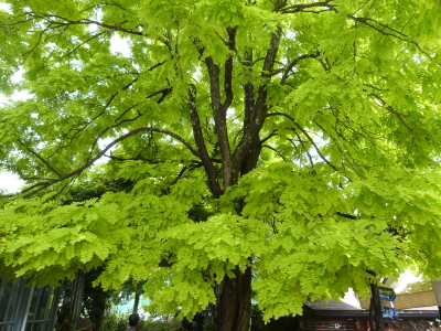 バラクラ英国庭園