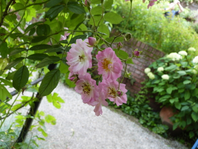 バラクラ英国庭園