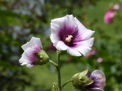 バラクラ英国庭園