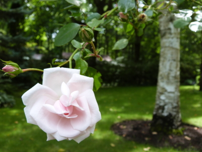 バラクラ英国庭園