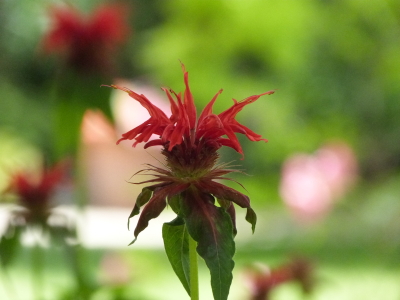 バラクラ英国庭園