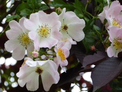 バラクラ英国庭園