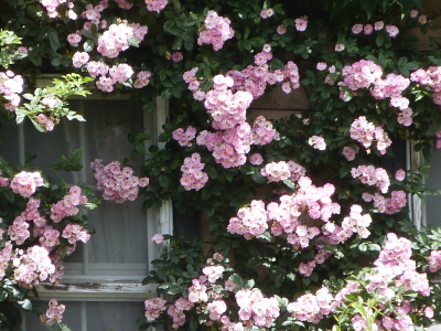 バラクラ英国庭園