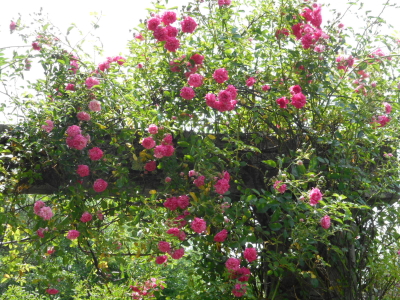 バラクラ英国庭園