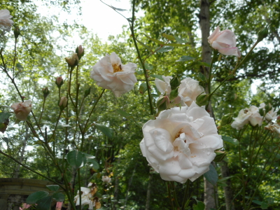 バラクラ英国庭園