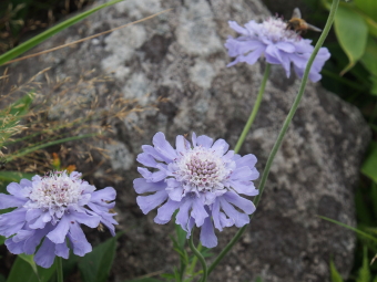 S様写真マツムシソウ