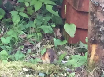 お客様撮影写真