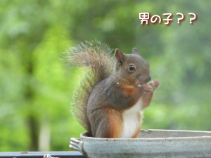 リス画像
