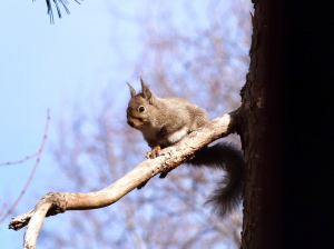 リス画像