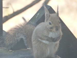 リス画像