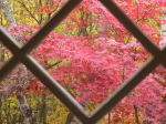 玄関からの紅葉