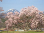 小学校の桜