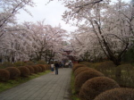 聖光寺の桜