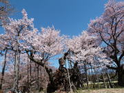 神代桜