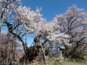 神代桜画像