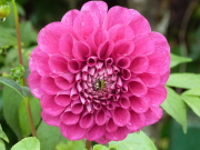 バラクラダリヤ