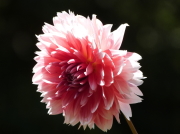 バラクライングリッシュガーデン