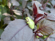 バラクライングリッシュガーデン