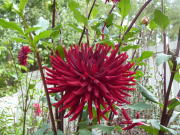 バラクラのダリア