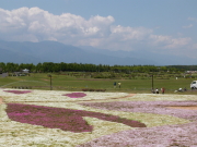 花フェスタ画像