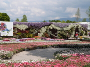 花フェスタ画像