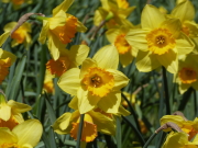 上川桜とスイセン