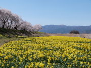 上川桜とスイセン