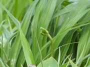 ニッコウキスゲ画像