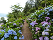 諏訪あじさい