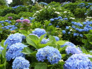 諏訪あじさい