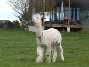 長門牧場のアルパカ