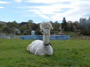 長門牧場のアルパカ