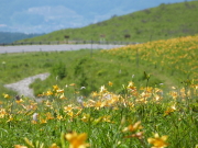 ニッコウキスゲ