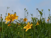 ニッコウキスゲ