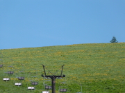 ニッコウキスゲ