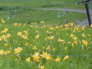 ニッコウキスゲ画像