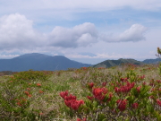 レンゲツツジ