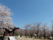 聖光寺の桜