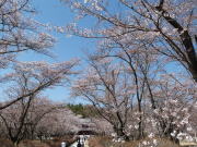 聖光寺の桜