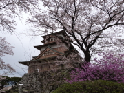 高島城桜