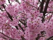 高島城桜