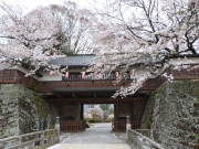 高島城桜