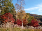 柏木博物館展望台からの紅葉