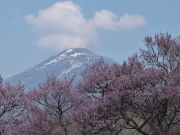 小学校桜