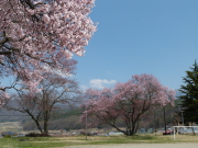 小学校桜