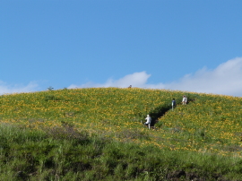 車山のニッコウキスゲ
