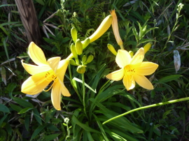 車山のニッコウキスゲ
